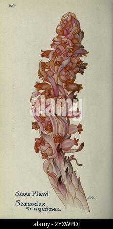 Snowflower Sarcodes sanguinea, also known as snow plant, in the early stages of ...