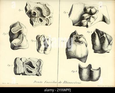 Recherches sur les ossemens fossiles de quadrupèdes, Paris, Deterville, 1812, France, geology, mammals, fossil, paleontology, Paris region, vertebrates, fossil, mammal, This artwork features detailed illustrations of various fossilized remains, showcasing distinctive shapes and textures. The images are arranged methodically, each labeled with a figure number for reference. The forms exhibit a range of organic structures, hinting at their paleontological significance. The intricate line work captures the unique anatomical features of the specimens, contributing to the understanding of prehistor Stock Photo