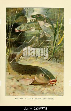 Wildlife of the World London F. Warne and Co. 1916 Zoology Catfish Bichir Trunkfish Polypterus Bichir Nile Bichir Richard Lydekker Friedrich Wilhelm Kuhnert Ichthyology Nile River Malapterurus Electricus Electric Catfish Mormyrus Oxyrhynchus Mormyrus Kannume Elephant Snout Fish Bottlenose Fish Nile River, The scene showcases a trio of electric catfish, visually striking with their elongated bodies and distinctive whiskers. These aquatic creatures are partially submerged among aquatic vegetation and pebbles, suggesting a natural riverbed environment. The electric catfish display a range of deta Stock Photo