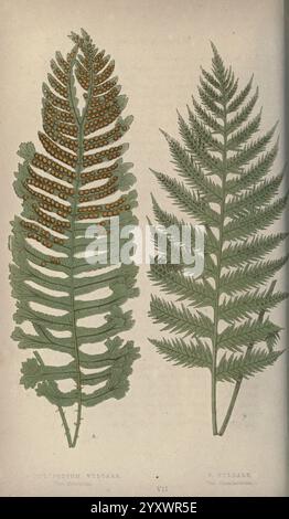 Our native ferns, or A history of the British species and their varieties, London, Groombridge, 1865-1867, ferns, Great Britain, This illustration features two detailed representations of ferns from the species Polystichum vulgare. On the left, the frond displays a rich arrangement of circular spore clusters, known as sori, located along the underside of the leaf segments, indicating its mature state. The frond's lush green leaflets are intricately shaped with serrated edges, showcasing the species’ characteristic pattern. On the right, another frond of the same species illustrates a slightly Stock Photo