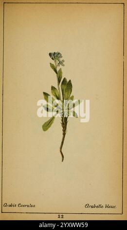 Choix de plantes de l'Europe centrale et particulièrement de la Suisse et de la Savoie Genève, F. Richard, 1878, Europe, Central, Pictorial works, Plants, Savoy, France, And, Italy, Switzerland, The New York Botanical Garden, Arabis caerulea, A detailed botanical illustration of the plant *Arabis caerulea*, commonly known as blue rockcress. The artwork showcases the delicate structure of the plant, featuring slender green leaves that form a rosette at the base, with a stem rising to display clusters of small, pale blue flowers at its tip. The background is minimalistic, allowing the elegant li Stock Photo