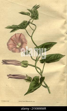 Curtis's Botanical Magazine London New York etc. botanical illustration botany periodicals pictorial works plants ornamental Curtis, A delicate illustration features a vine with lush, green leaves and a cluster of blooms. The prominent flower, with its soft pink tones and subtle veins, showcases an elegant trumpet shape, typical of morning glories. Several buds hang gracefully along the vine, hinting at the potential blossoming of new flowers. The craftsmanship highlights the intricate details of the foliage and petals, conveying a sense of natural beauty and botanical precision. Stock Photo