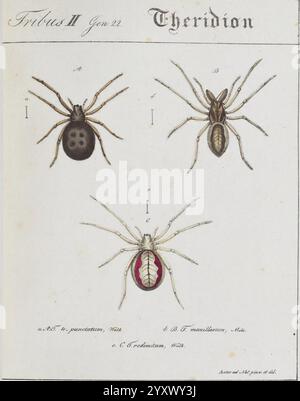 Monographia Aranearum Monographie der Spinnen Nurnberg Lechner [182. museumsvictoria spiders spider arachnids Arachnida Theridion Theridion 4punctatum Theridion maxillosum Theridion redimitum Enoplognatha ovata Pachygnatha clercki Franz von Paula Schrank Theridion 4punctatum Steatoda bipunctata maxillosum Pachygnatha clercki redimitum Enoplognatha ovata rabbit hutch thick-jawed orbweavers candystripe polymorphic gewone tandkaak taxonomy:family= Theridiidae taxonomy:family= Tetragnathidae Araneae, This illustration presents three distinct species of spiders from the genus Theridion, commonly kn Stock Photo