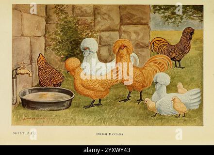 The book of poultry New York The Macmillan Company 1921 poultry Gallus gallus Umass Amherst Libraries, A charming display of various breeds of poultry gathered around a shallow water dish, set against a rustic backdrop of stone walls and lush grass. The scene features a striking assortment of chickens, each showcasing unique feather patterns and colors. Notable features include a fluffy, pale blue bird, a pair of vibrant golden-hued chickens with impressive crests, and a speckled brown hen. Various small chicks can be seen exploring their surroundings, contributing to the lively atmosphere of Stock Photo