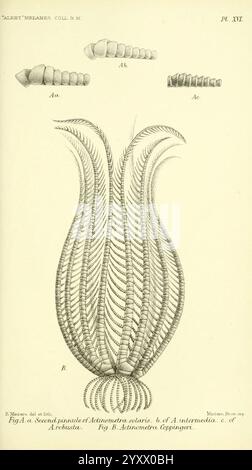 Report, on, the, zoological, collections, made, in, the, Indo-Pacific, Ocean, during, the, voyage of H.M.S, 'Alert', 1881-2, London, 1884, Alerts, Loop, 1856, 1895, Australia, Islands, of, the, Indian, Ocean, Melanesia, Scientific, Expeditions, Zoology, Actinometra, Solaris, Actinometra, Intermedia, Actinometra, Robusta, Actinometra, Coppingeri, Actinometra, Solaris, Actinometra, Intermedia, Actinometra, Robusta, Actinometra, Coppingeri, Echinoderm, Flinders, Clairmont, Australia, The illustration displays various forms of a marine organism, specifically showcasing different morphological stag Stock Photo