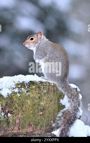 Grey squirrel (Sciurus carolinensis) on a tree stump during winter in Dorset, UK. Grey squirrels have mainly grey fur, but may have red-brown patches, especially around the face and legs. The species has a long, bushy tail that helps it balance when tree climbing. The eastern grey squirrel in Europe, in particular, is regarded as an invasive species. Stock Photo