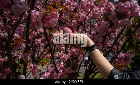 A hand with red-painted nails holds two Easter eggs, one pink and one dark red, against blooming cherry blossoms. The vibrant pink petals, green leave Stock Photo