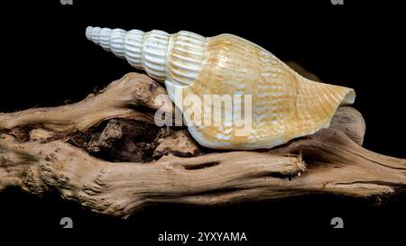 A detailed image of a ribbed strombus vittatus seashell with a pointed spiral, resting on rugged driftwood, against a black background. Perfect for na Stock Photo