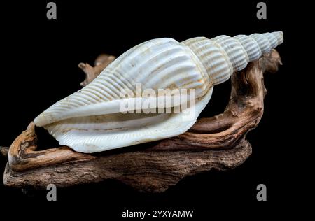 A detailed image of a ribbed strombus vittatus seashell with a pointed spiral, resting on rugged driftwood, against a black background. Perfect for na Stock Photo