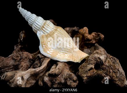 A detailed image of a ribbed strombus vittatus seashell with a pointed spiral, resting on rugged driftwood, against a black background. Perfect for na Stock Photo