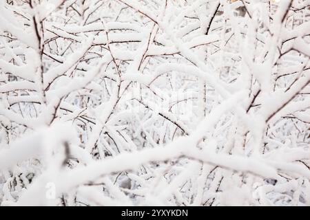 Snow covered branches in Swedish woods in winter Stock Photo
