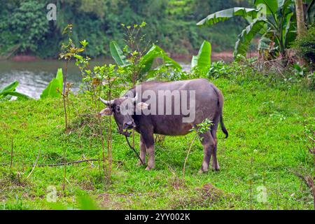 A young water buffalo grazing in a lush green field near a river with banana trees in the background during daytime Stock Photo