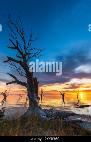 Dried tree on Lake Bonney shore at sunset, Barmera, South Australia Stock Photo