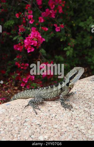 Close-up of beautiful australian lizard resting on a stone surface. Brisbane, Australia Stock Photo