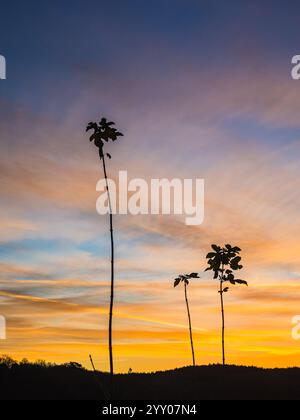 Rural trees silhouetted against golden sunset and blue sky, Karamoja ...