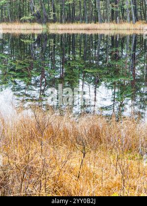 A mesmerizing view of trees with reflection in the lake under dark sky ...