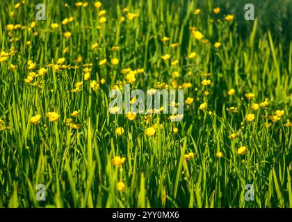 Soft Focus Grassy Meadow With Buttercups, Whitlingham Lane, Trowse 