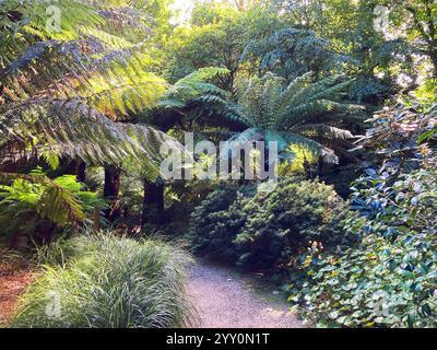 Cornish sub-tropical garden with tree ferns (dicksonia antartica) Stock Photo