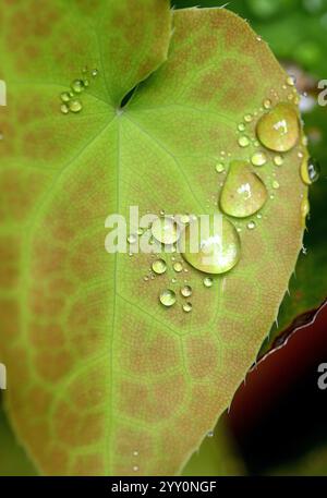 dew drops on a leaf with ribs green and brown, in a tropical garden Stock Photo