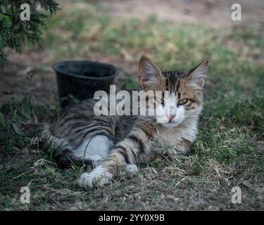 A stray kitten with fluffy fur lies on the grass in Egypt, its green eyes staring at the camera. A black bowl sits nearby under natural light. Stock Photo