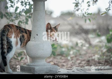 Stray calico cat in Egypt holding a locust in its mouth, peeking behind a stone column. Captures feline instinct, curiosity, and survival in nature. Stock Photo