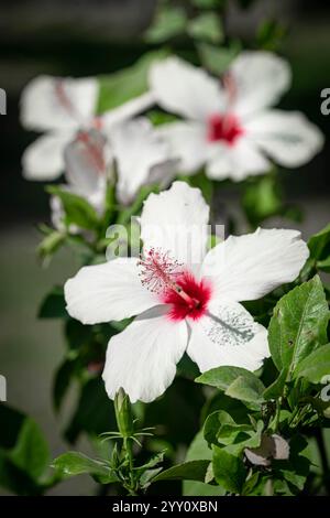 Close-up of white hibiscus flowers with vibrant red centers, surrounded by lush green leaves. Sunlight enhances the petals' texture and natural beauty Stock Photo