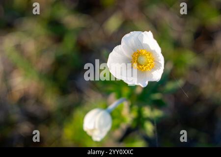 Anemone sylvestris, known as snowdrop anemone or snowdrop windflower, is a perennial plant flowering in spring. White flowers on a coastal meadow. Stock Photo