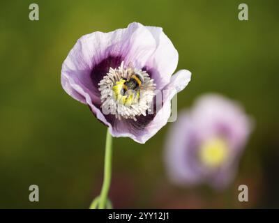 Buff-tailed bumblebee (Bombus terrestris), collecting nectar from a garden poppy blossom, North Hesse, Germany, Europe Stock Photo