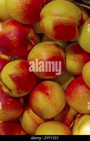 Market sale of nectarines, Venice, Italy, Europe Stock Photo