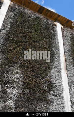 Kneipp wall made of branches in a wooden frame, in front of a blue sky, brine, graduation tower, health resort MiNomNyn, Milomlyn, Lviv, Warmia-Masu Stock Photo