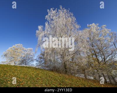 Birch Trees, (Betula pendula), a group of trees at the edge of a field, covered in hoar frost, set against a blue sky in winter, North Hesse, Germany Stock Photo