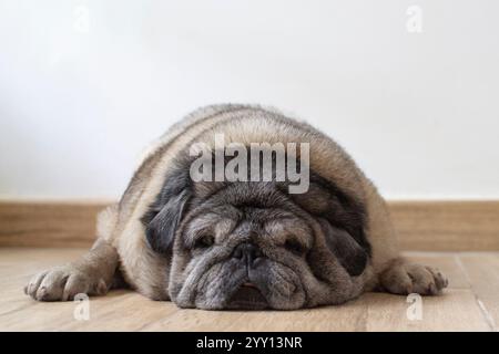 Older dog lying on the ground and facing the camera with indifference. Stock Photo