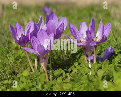 Autumn Crocus or Meadow Saffron (Colchicum autumnale) flowering on a meadow in autumn, island of Texel, Holland Stock Photo