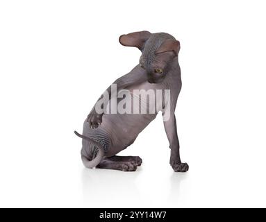 Two months old Don Sphinx kitty cat playing with its tail in front of white background Stock Photo