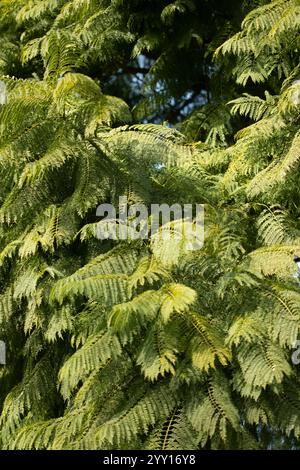 detail of an acacia tree Stock Photo