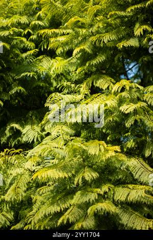 detail of an acacia tree Stock Photo