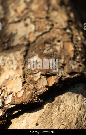 Detail of a pine tree trunk Stock Photo