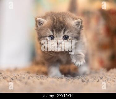 baby kitten walking towards camera Stock Photo