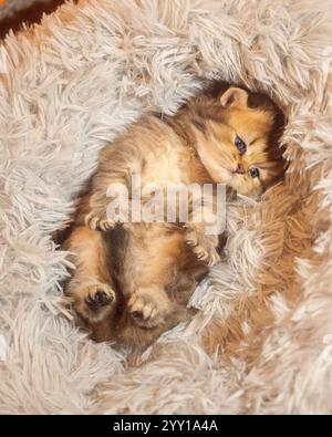 cute baby kitten lying on its back in bed Stock Photo