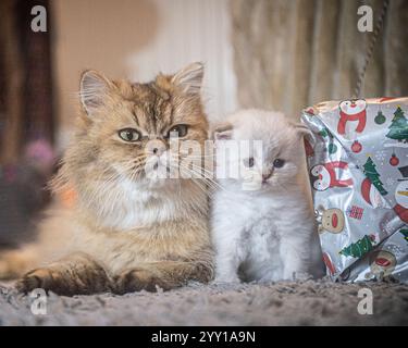 British Longhair cat and her seal-point kitten at Christmas Stock Photo