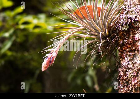 Tillandsia aeranthos plant,  bromeliad, air plant on a tree on a natural background Stock Photo