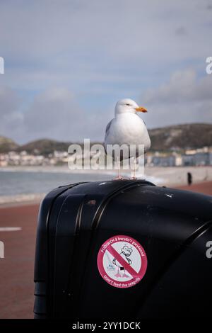 Seagull at Llandudno North Shore on the North Wales coast Stock Photo