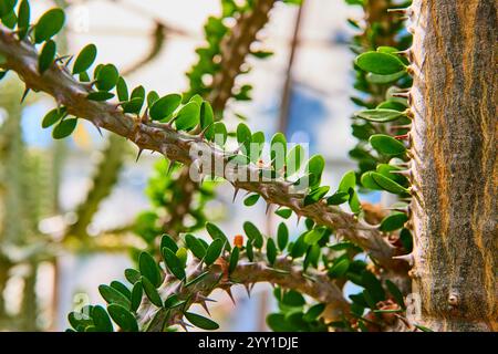 Thorny Succulent Close-Up in Greenhouse Glow Stock Photo
