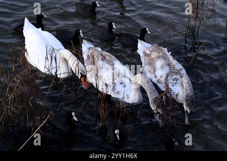 Three swans are moving smoothly, one of which is completely white, and the other two with gray shades. Black ducks surround swans Stock Photo