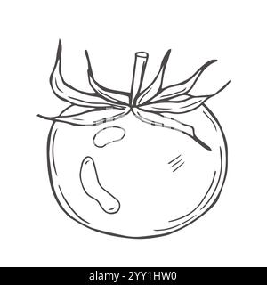Hand drawn tomato set. Tomatoes, slices, halves, cherry tomatoes and bunch isolated on white background. Outline ink slyle sketch. Vector coloring ill Stock Vector