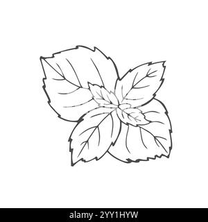 basil sketch. hand drawn basil outline illustration. basil black and white vector drawing. basil branch isolated on white background. vector illustrat Stock Vector