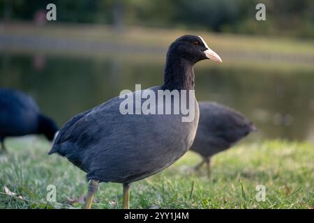 Close-up of Black Duck at Sunset, Beautiful Nature Scene, Serene Reflection on Water Stock Photo
