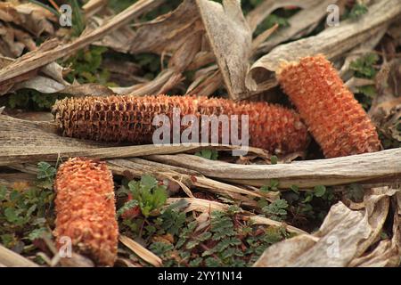 Virginia, USA. Dry corn cobs on a field. Stock Photo