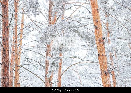 Snow-covered, frost-covered branches and trunks of a pine tree in a fairy-tale forest in winter in December. Blizzard in a winter forest before the Ch Stock Photo