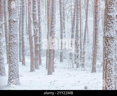 Snow-covered, frost-covered branches and trunks of a pine tree in a fairy-tale forest in winter in December. Blizzard in a winter forest before the Ch Stock Photo